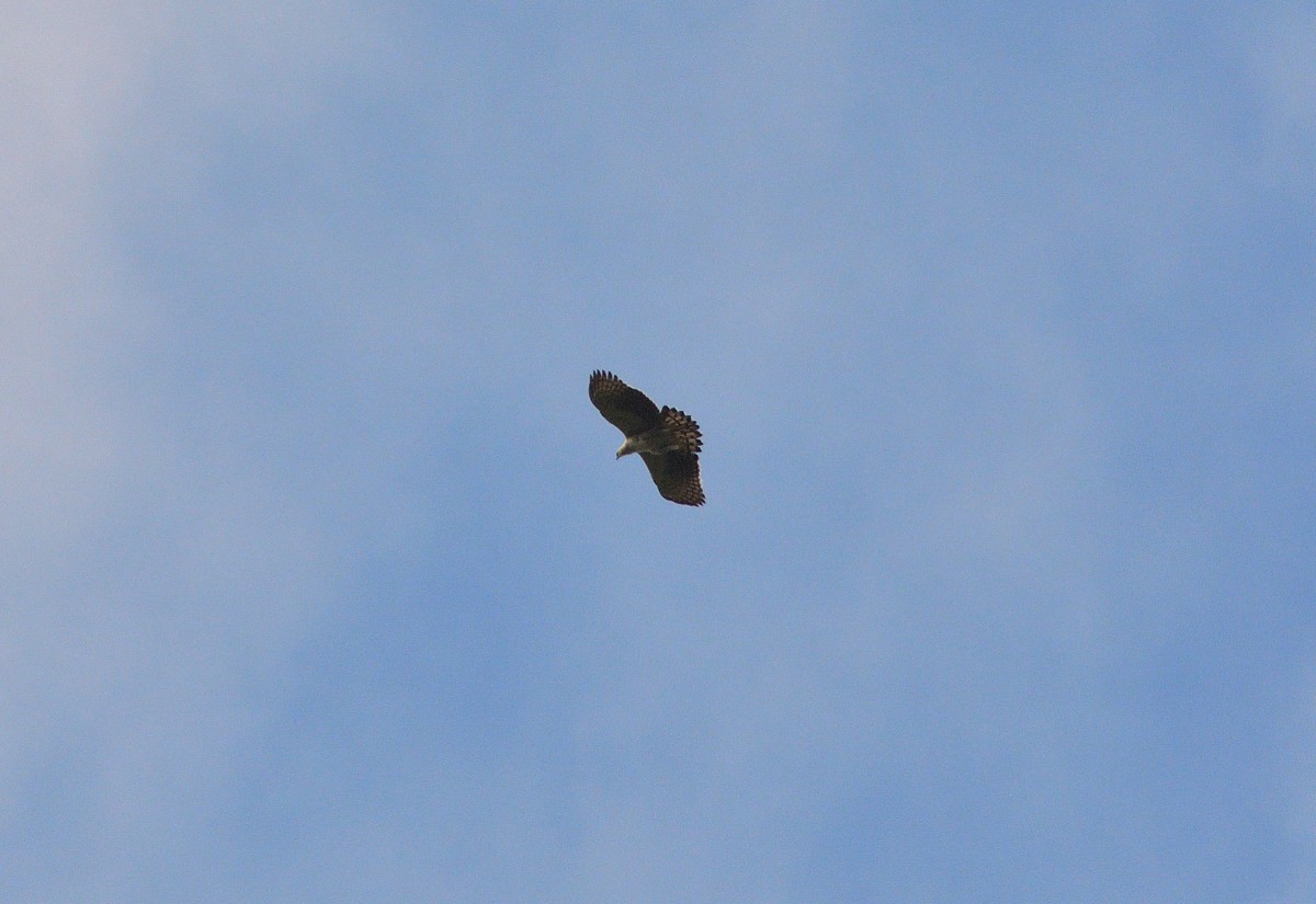 Black-and-chestnut Eagle - Luis Fernandez