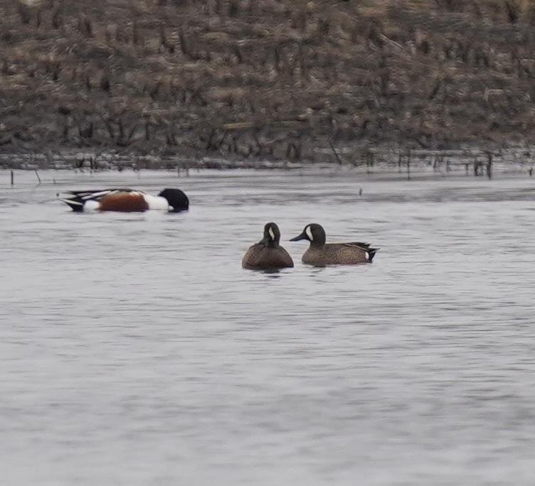 Blue-winged Teal - ML319976291