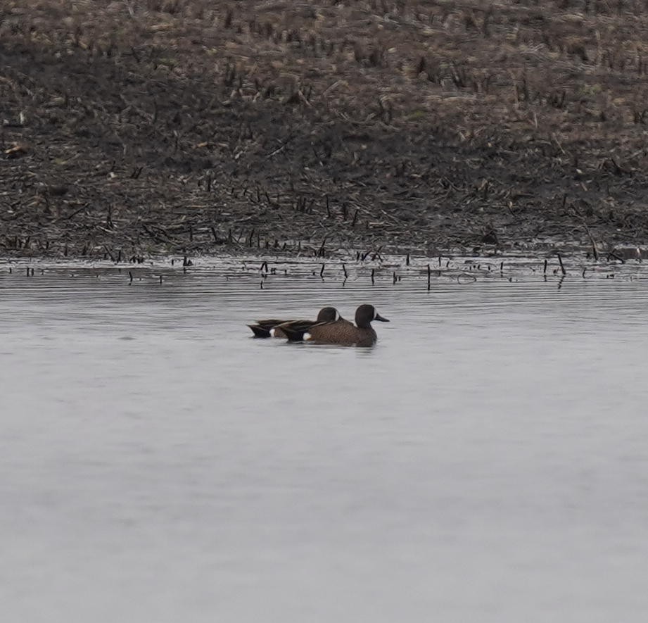 Blue-winged Teal - ML319976301