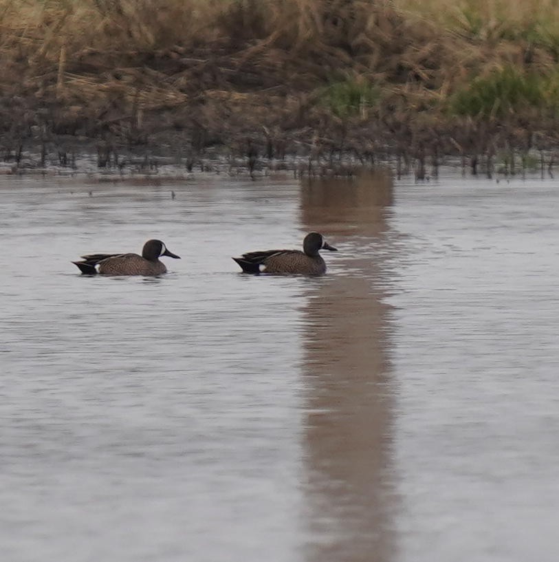Blue-winged Teal - ML319976311