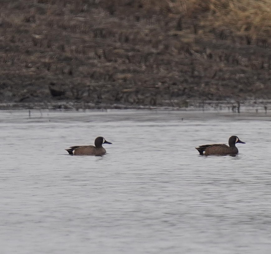 Blue-winged Teal - ML319976321