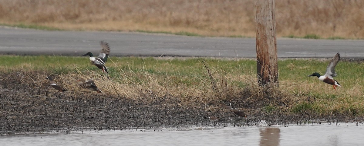 Blue-winged Teal - ML319976331