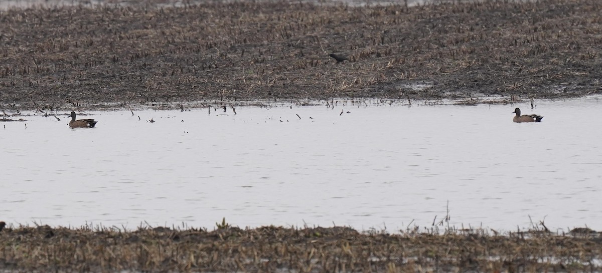 Blue-winged Teal - ML319976341