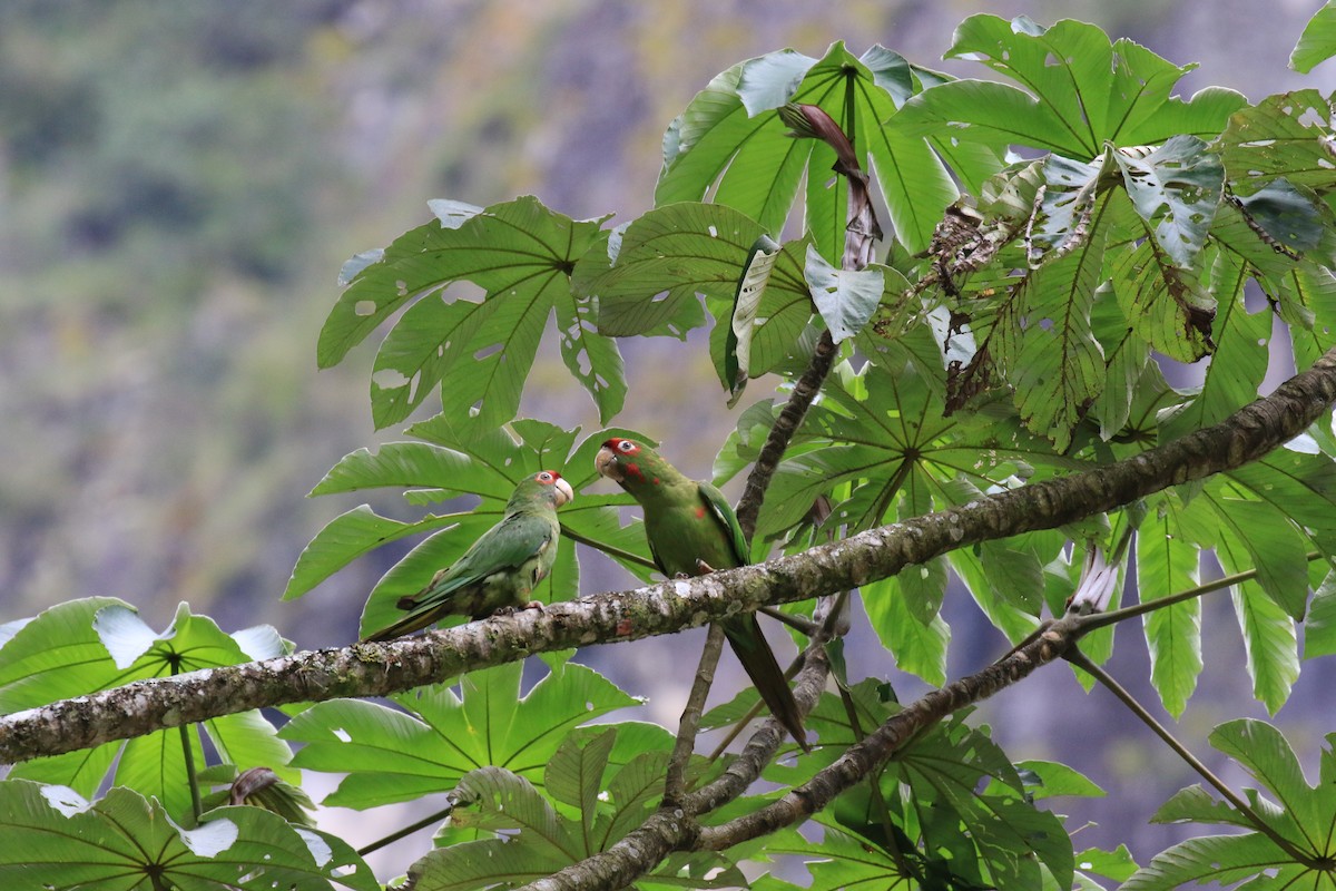 Mitred Parakeet - ML319978101