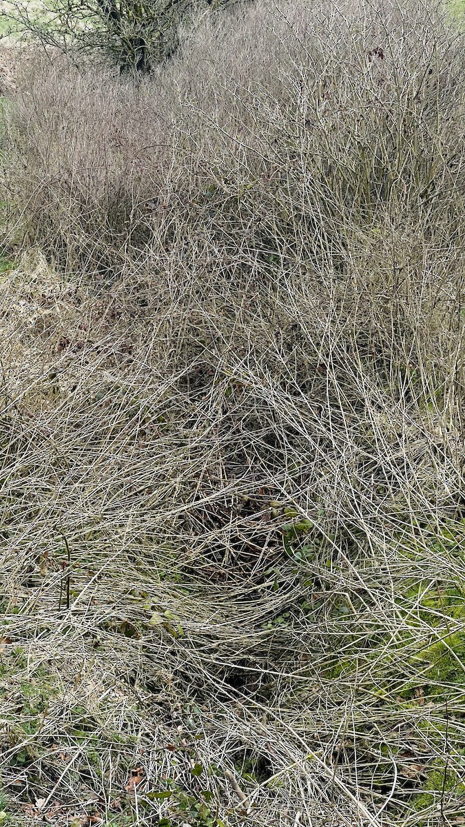 Eurasian Woodcock - ML319978181