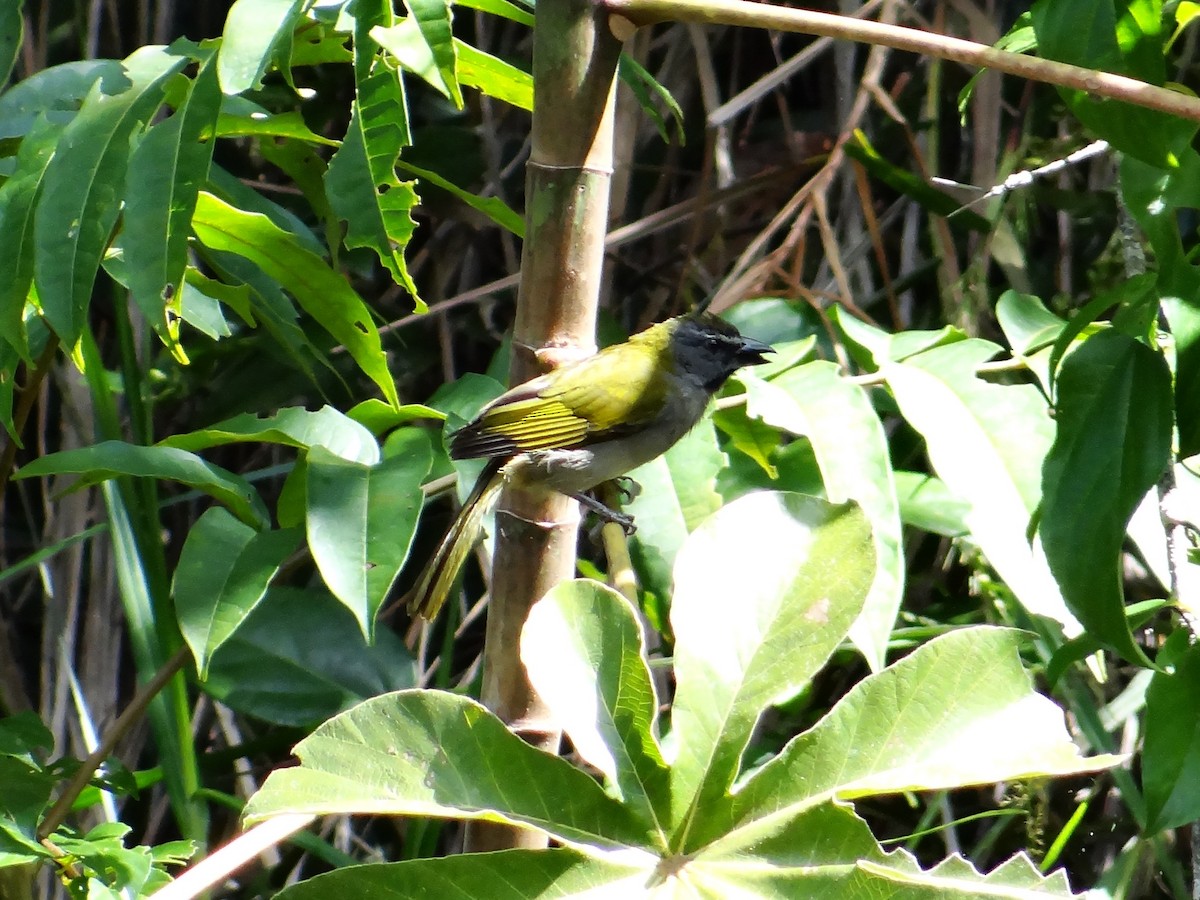 Green-winged Saltator - Rudi Laps