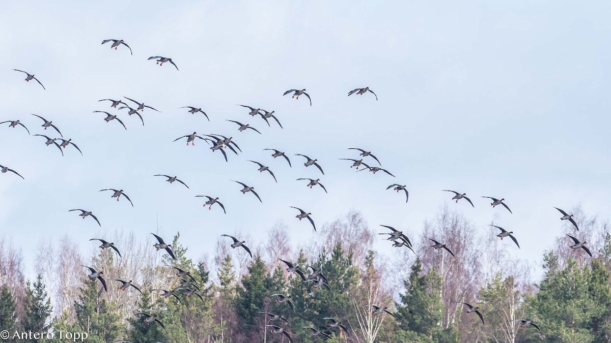 Tundra Bean-Goose - Antero Topp