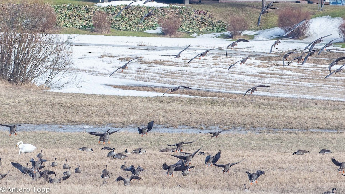 Tundra Bean-Goose - Antero Topp