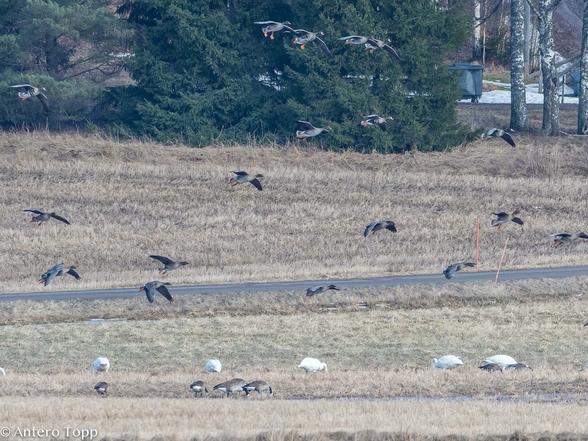 Tundra Bean-Goose - Antero Topp