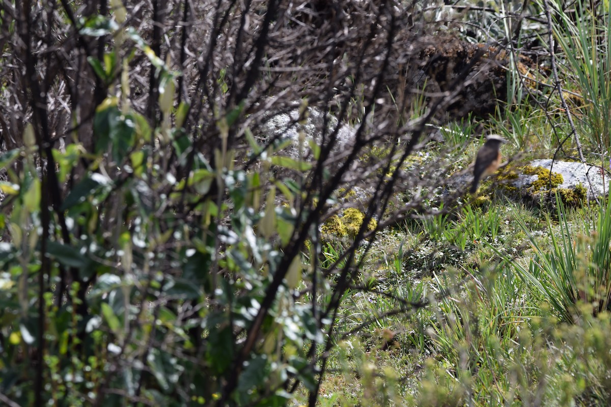 Rufous-breasted Chat-Tyrant - ML319983561