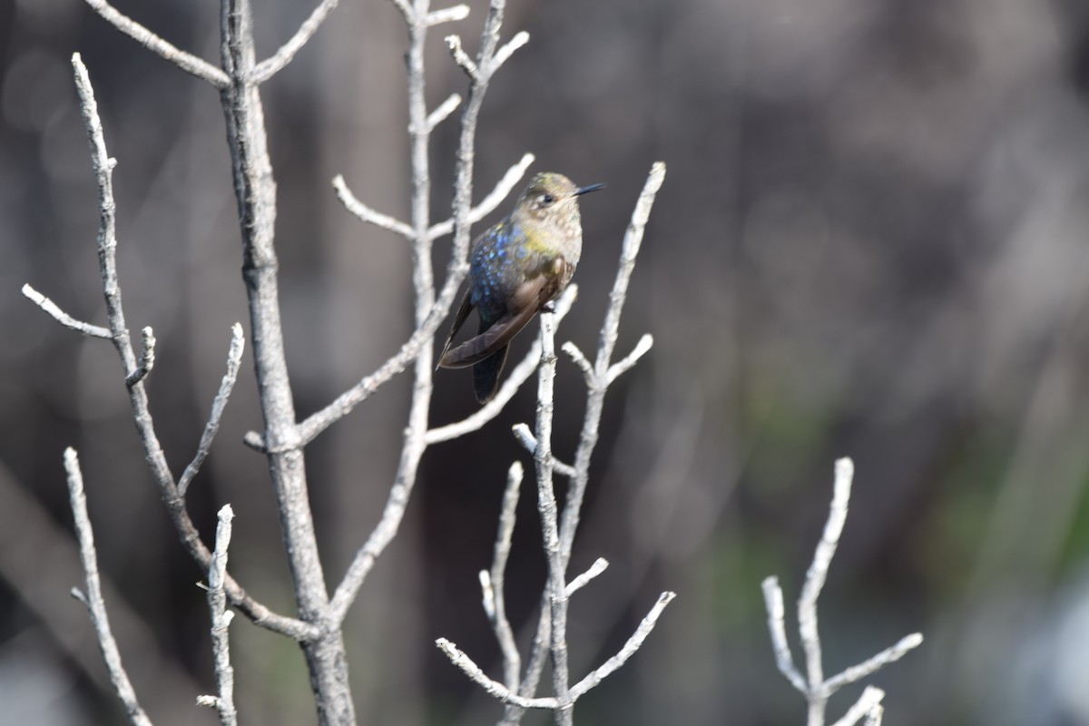 Blue-mantled Thornbill - Paul Vandenbussche