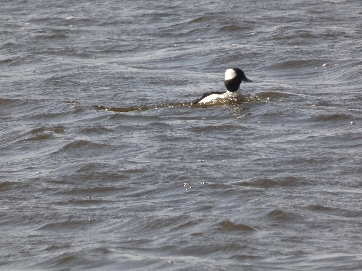 Bufflehead - ML319984071