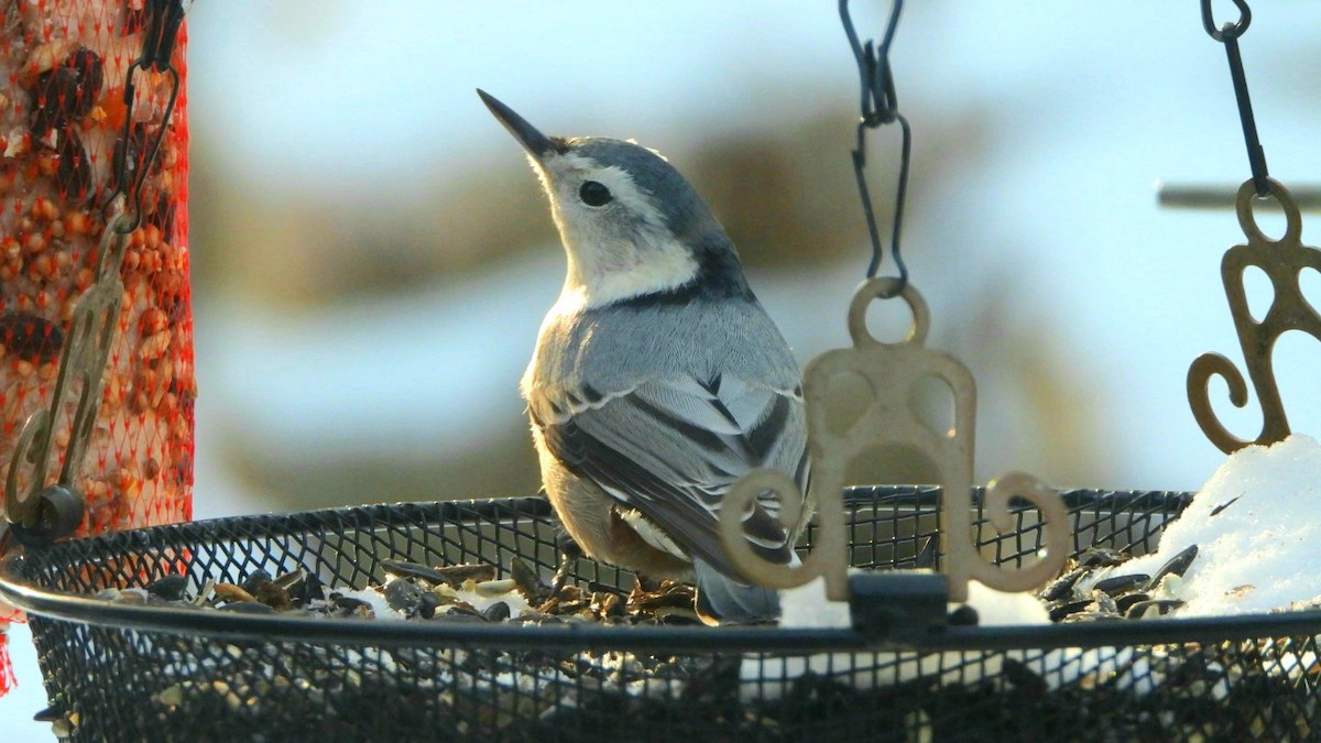 White-breasted Nuthatch - Capt. Ed Brown