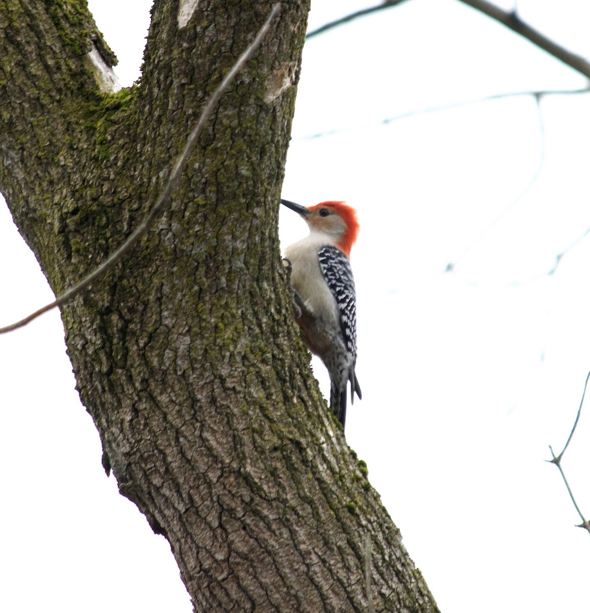 Red-bellied Woodpecker - ML319986631