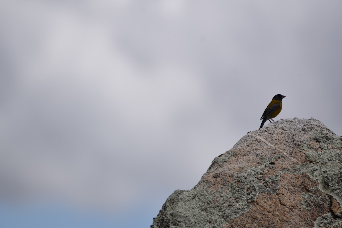 Peruvian Sierra Finch - Paul Vandenbussche