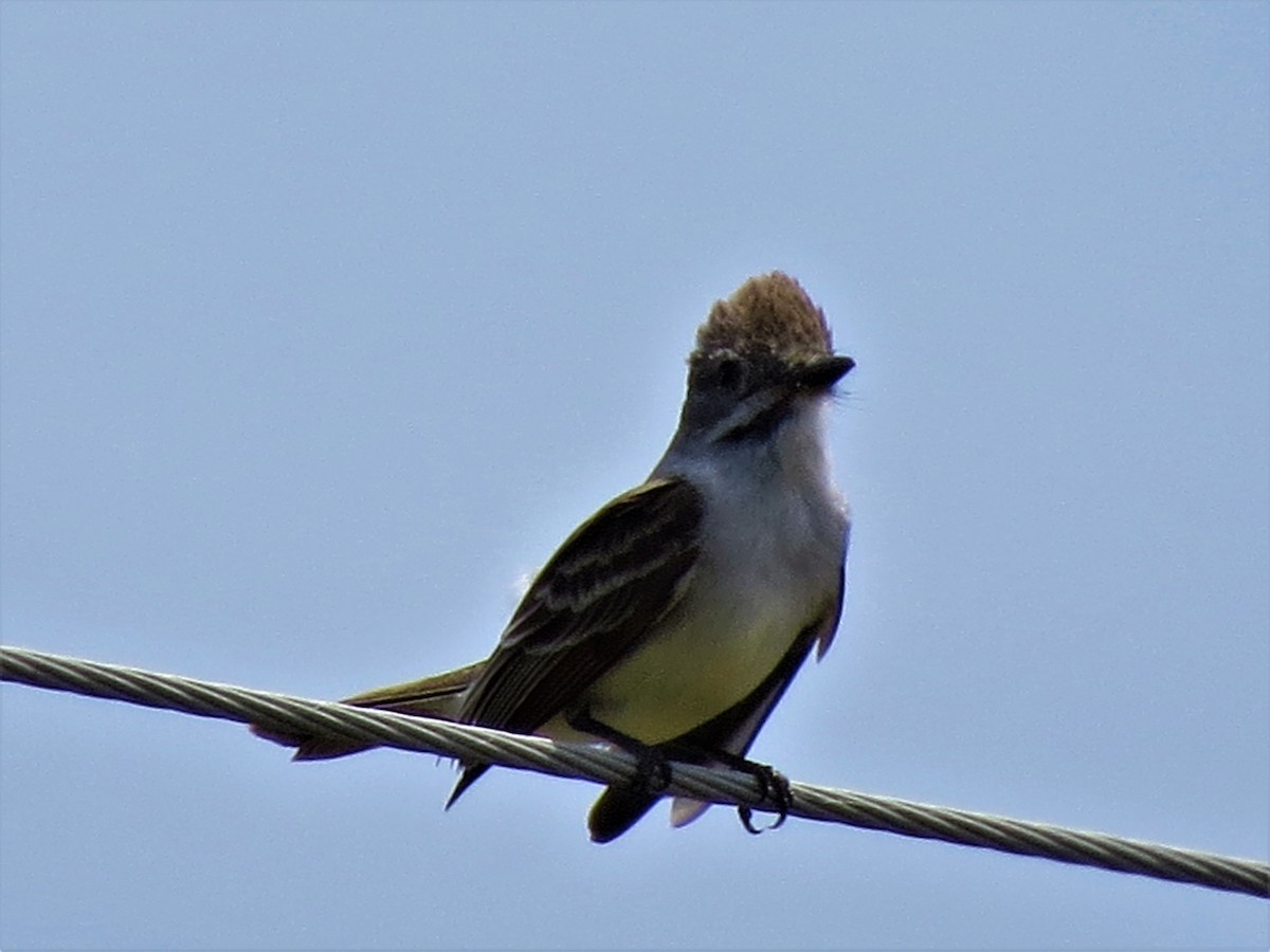 Ash-throated Flycatcher - ML319989021