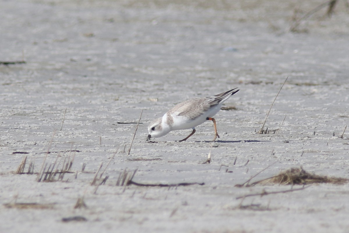 Piping Plover - Jesse Amesbury