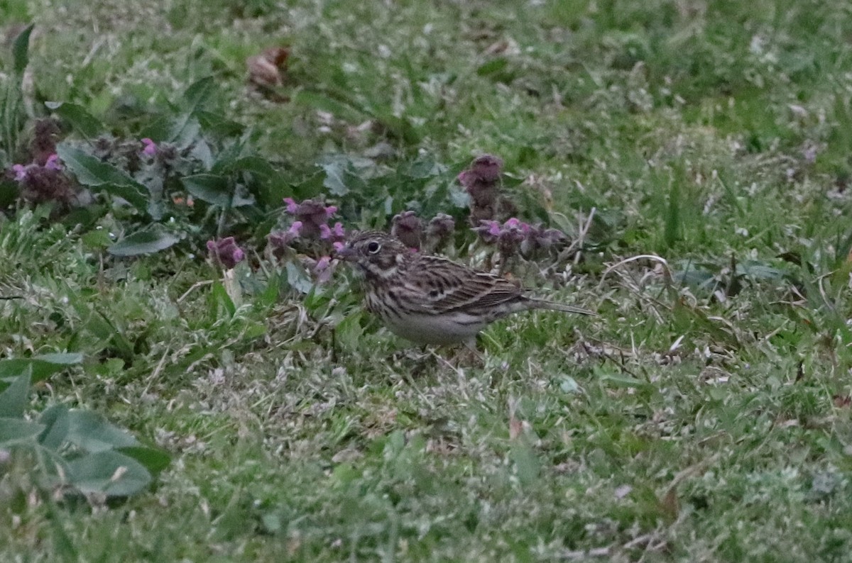 Vesper Sparrow - ML319991301