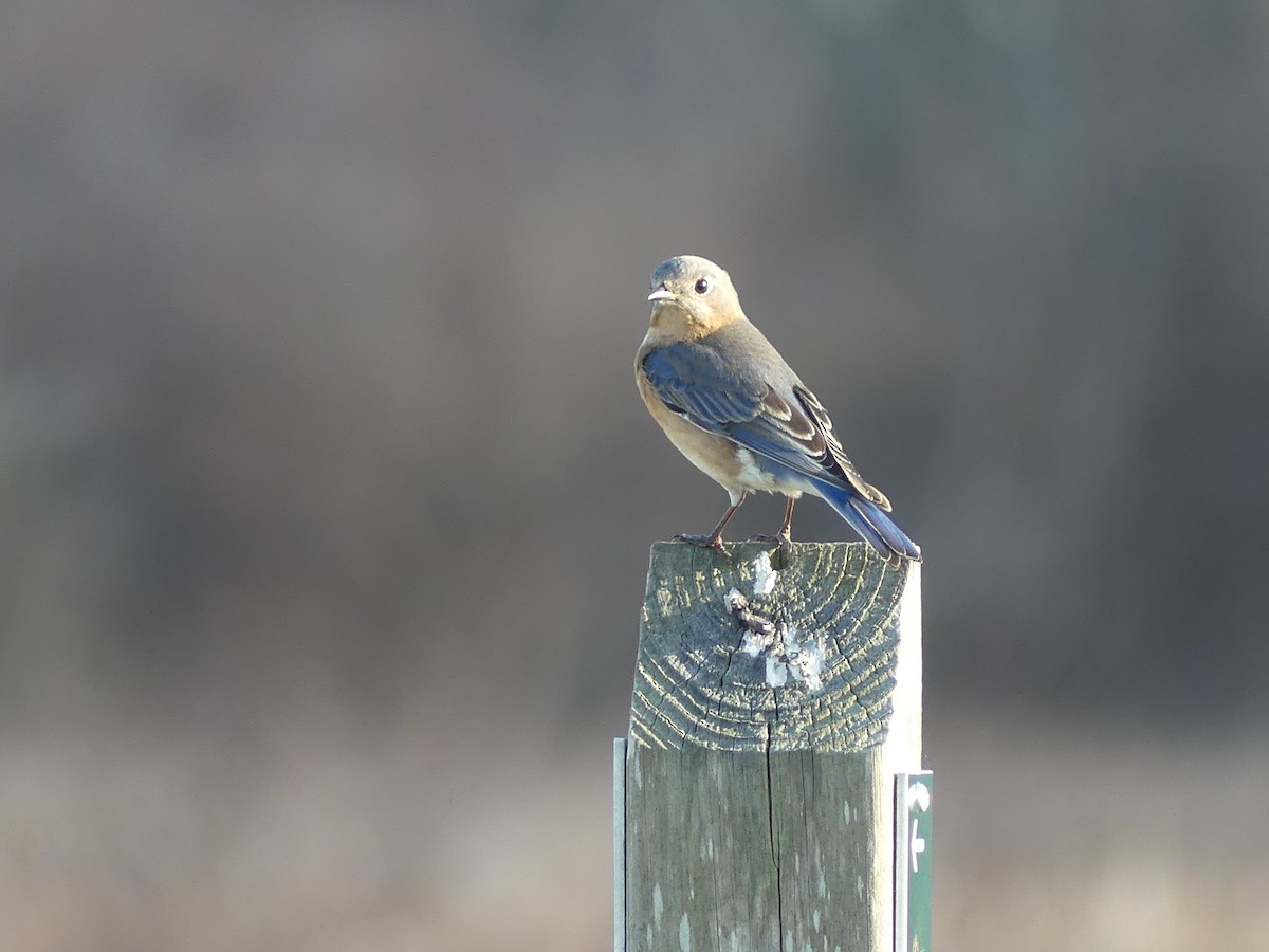 Eastern Bluebird - ML319992061