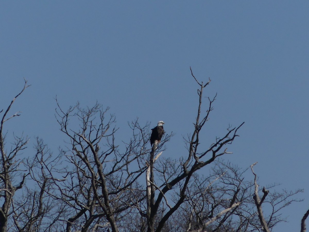 Bald Eagle - ML319993311