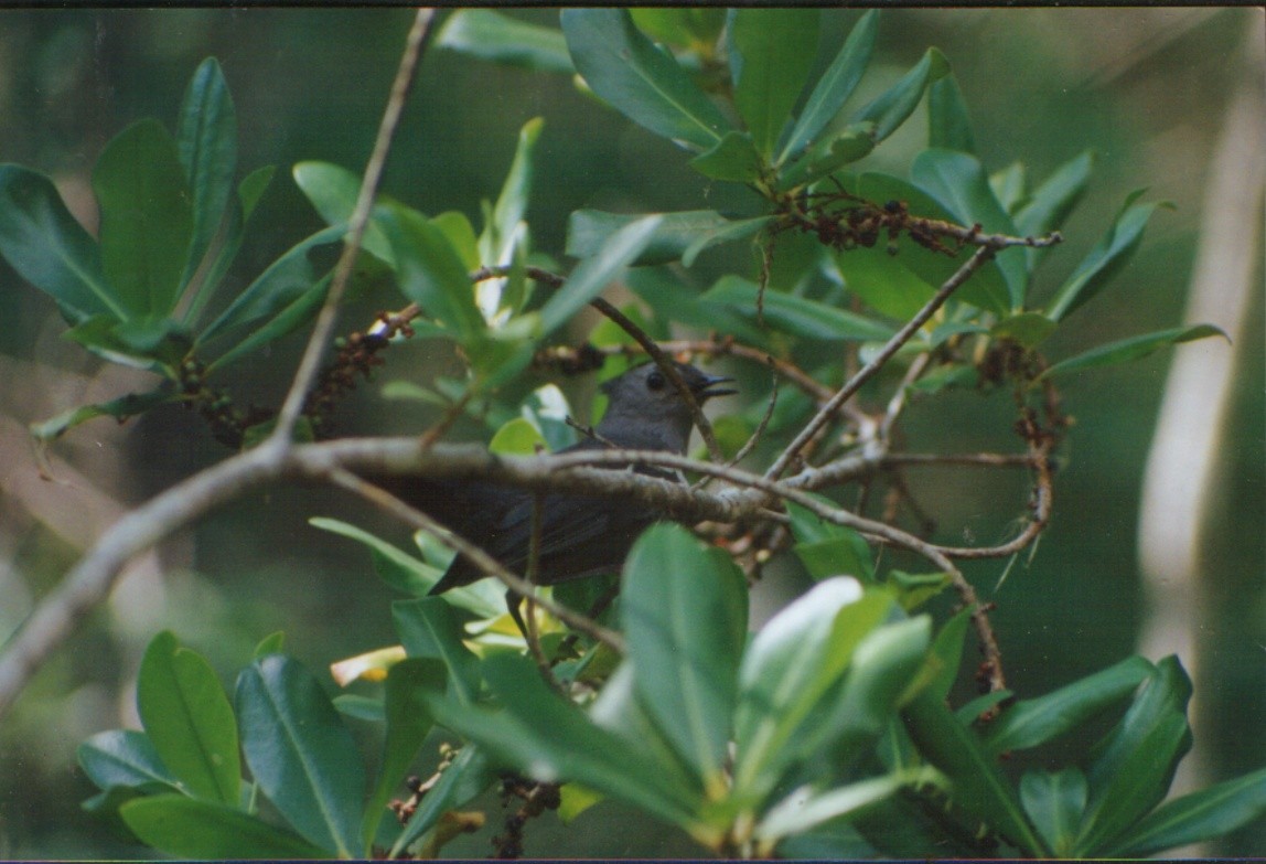 Pájaro Gato Gris - ML319993521