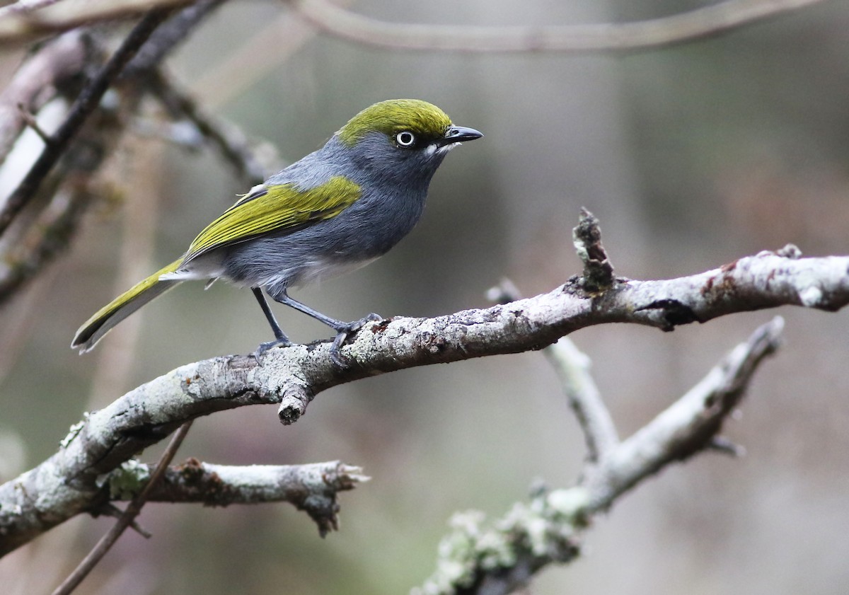 Slaty Vireo - Andrew Spencer