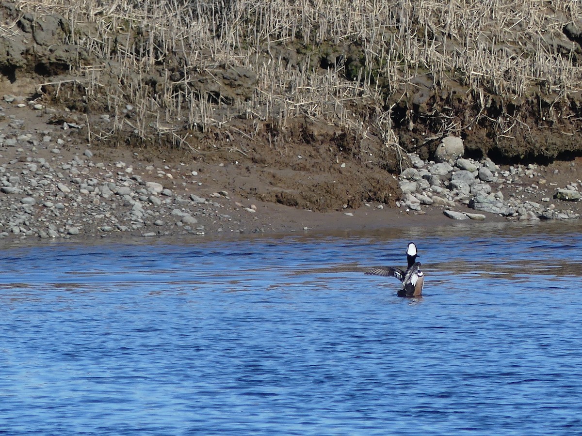 Hooded Merganser - ML319994251