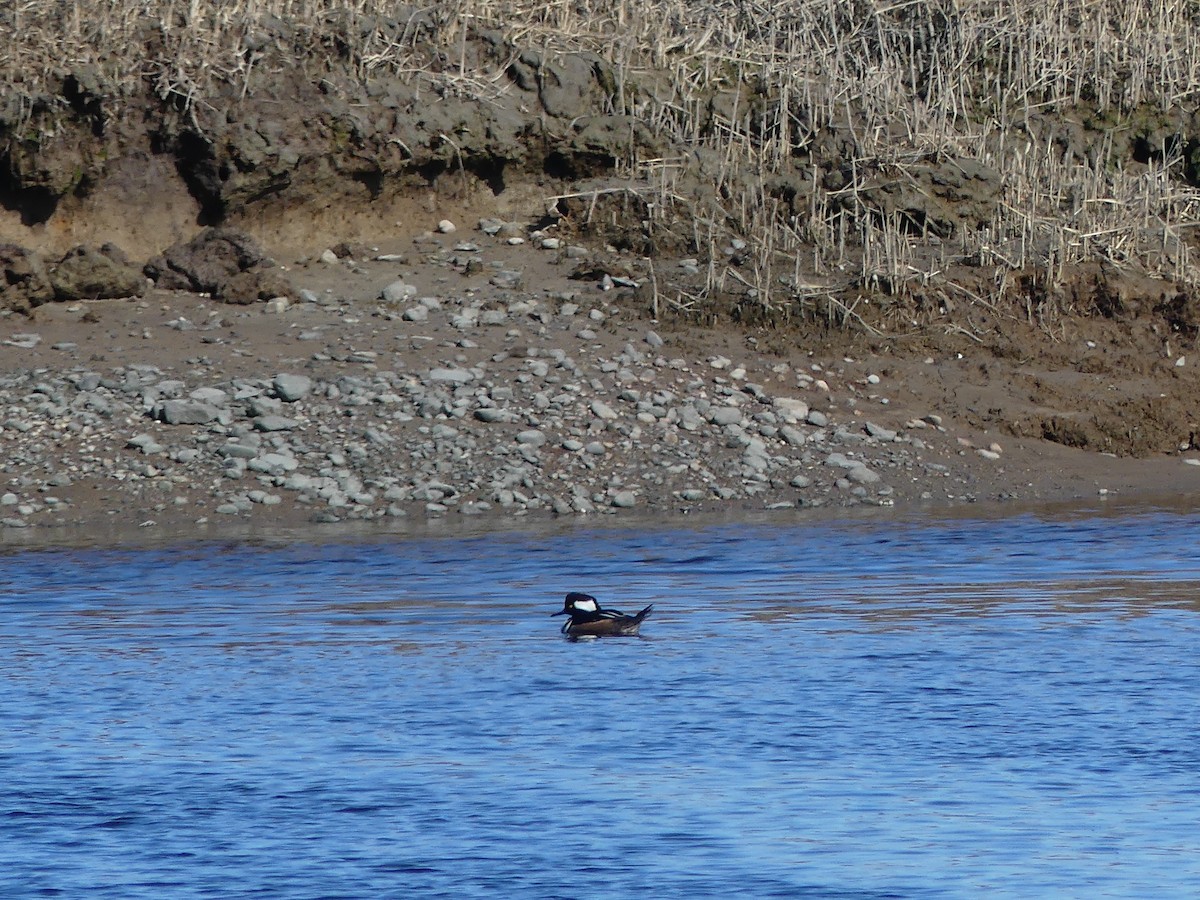 Hooded Merganser - ML319994601