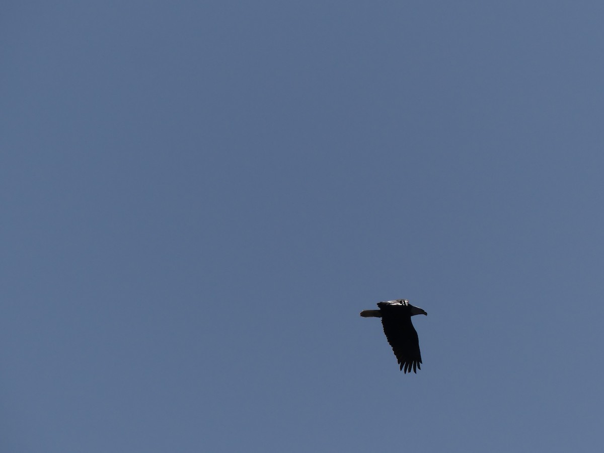 Bald Eagle - ML319994791