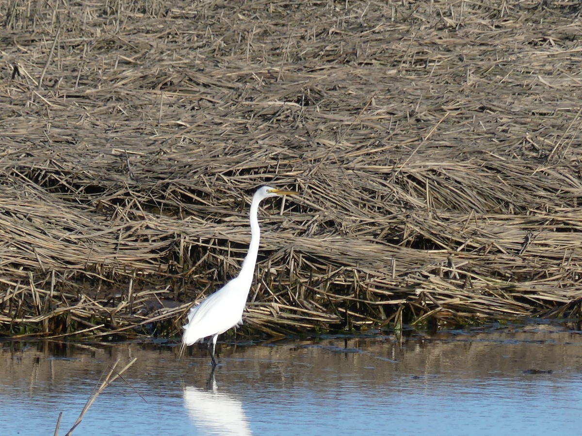 Great Egret - ML319995221