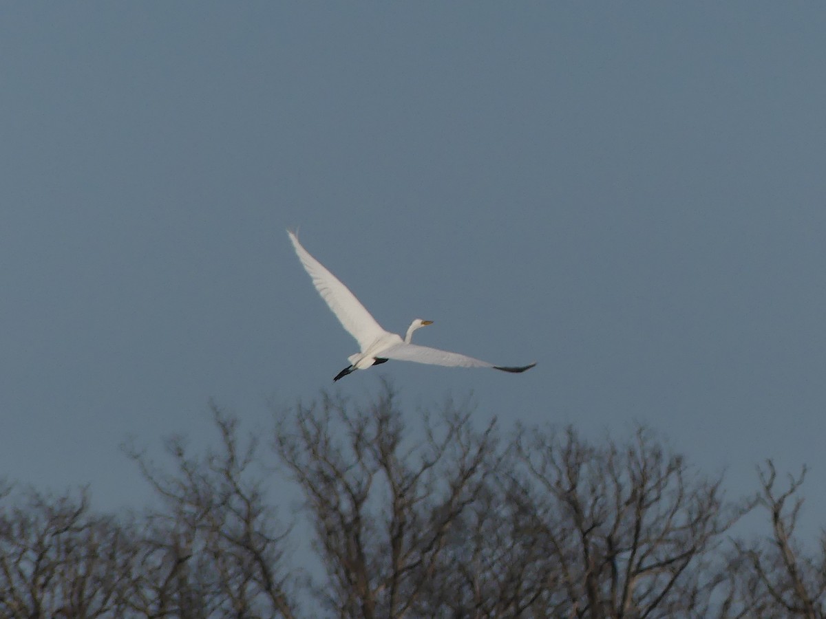 Airone bianco maggiore - ML319995301