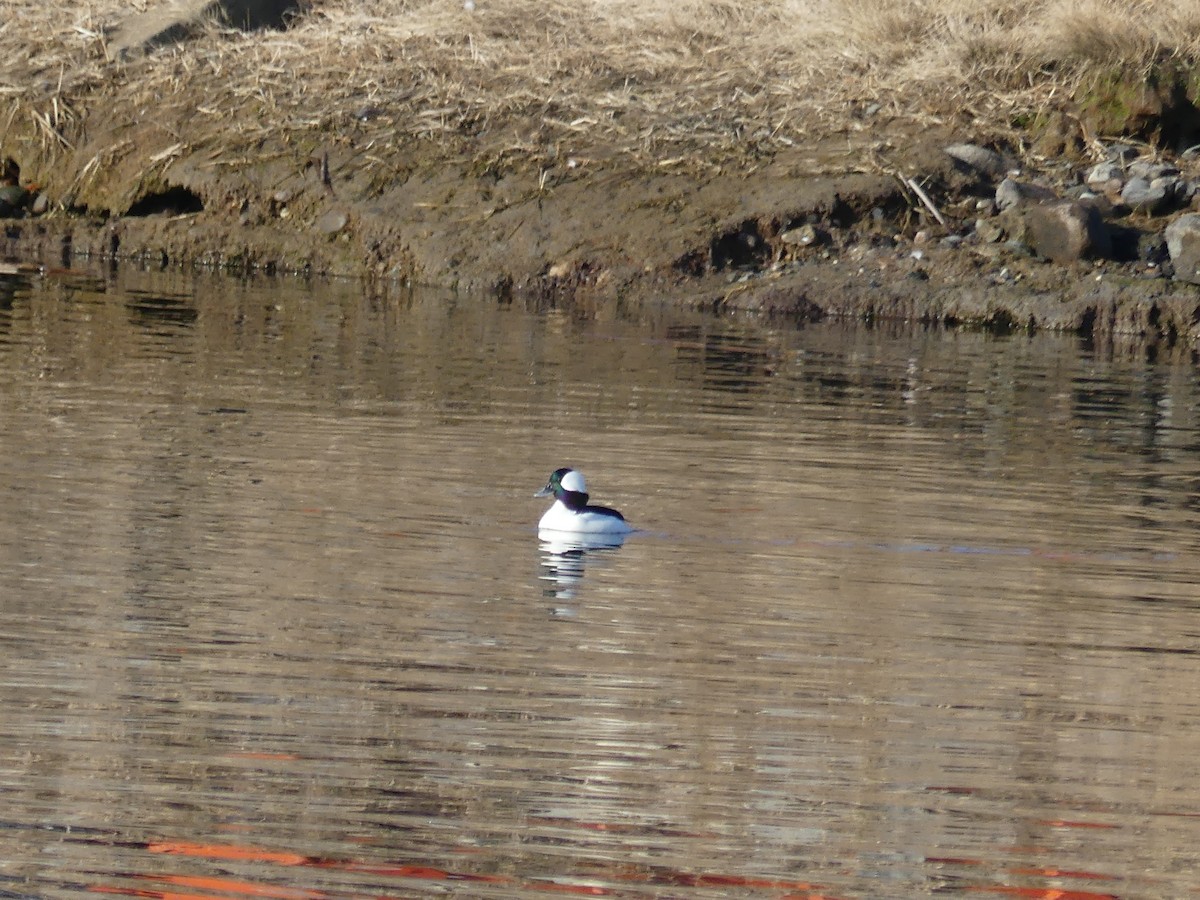 Bufflehead - ML319995681