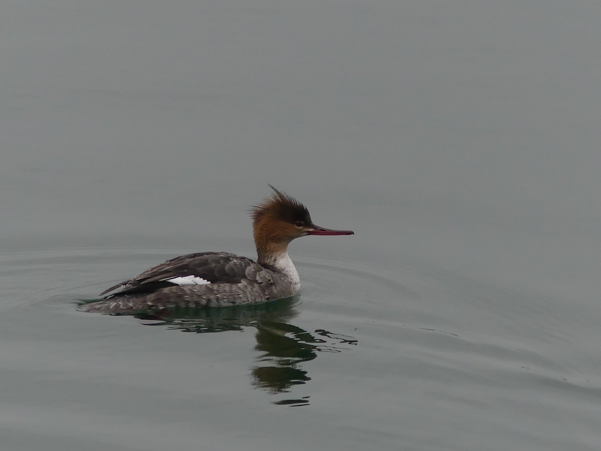 Red-breasted Merganser - ML319995761