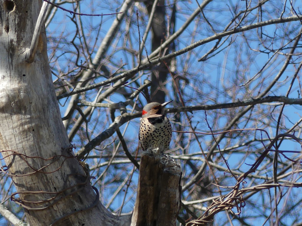 Northern Flicker - ML319996051