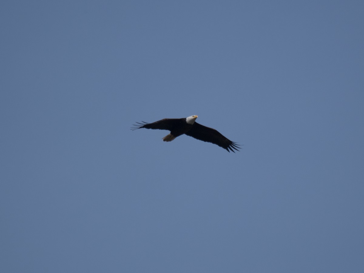 Bald Eagle - ML319996551