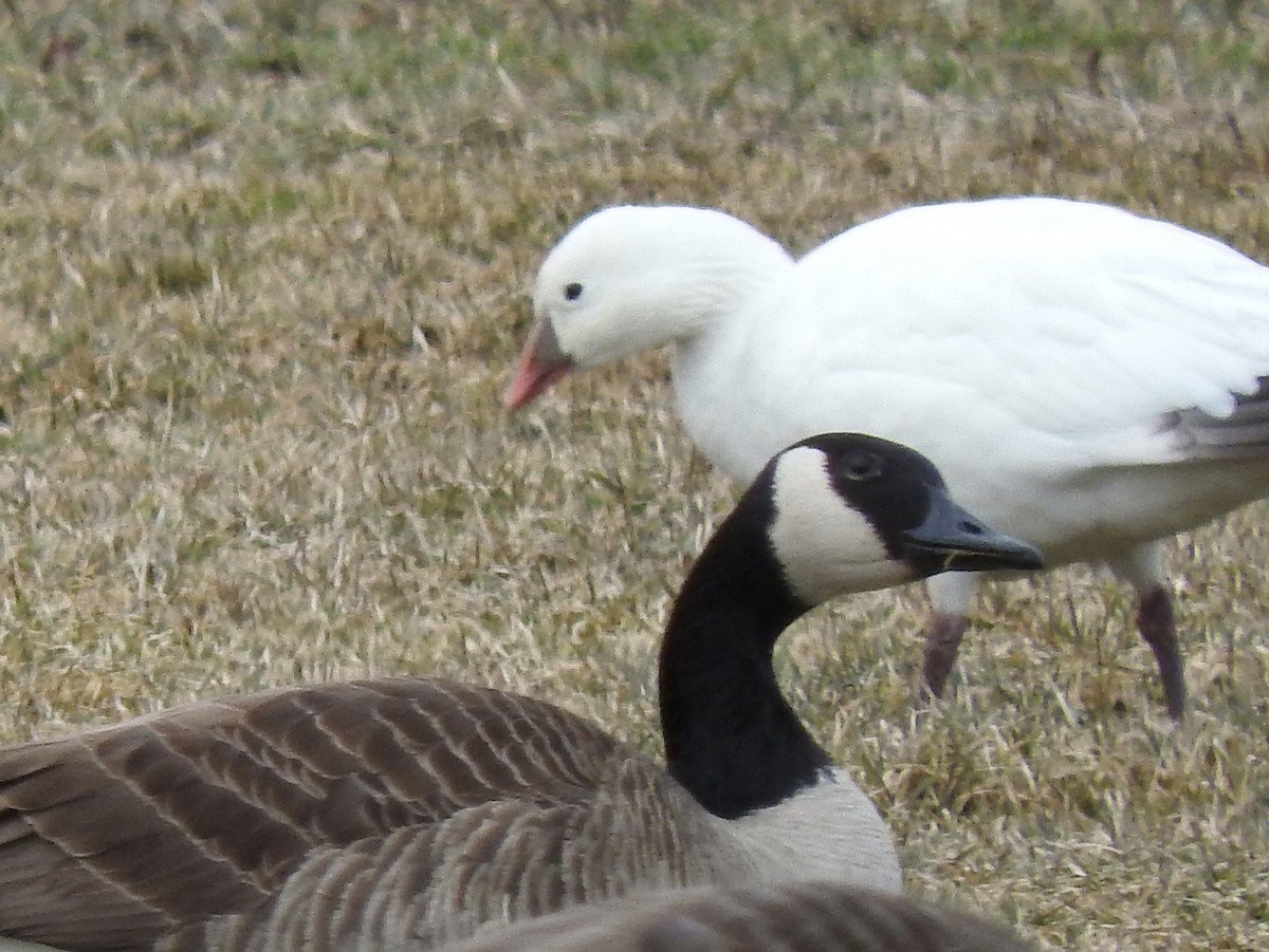 Ross's Goose - ML319997521