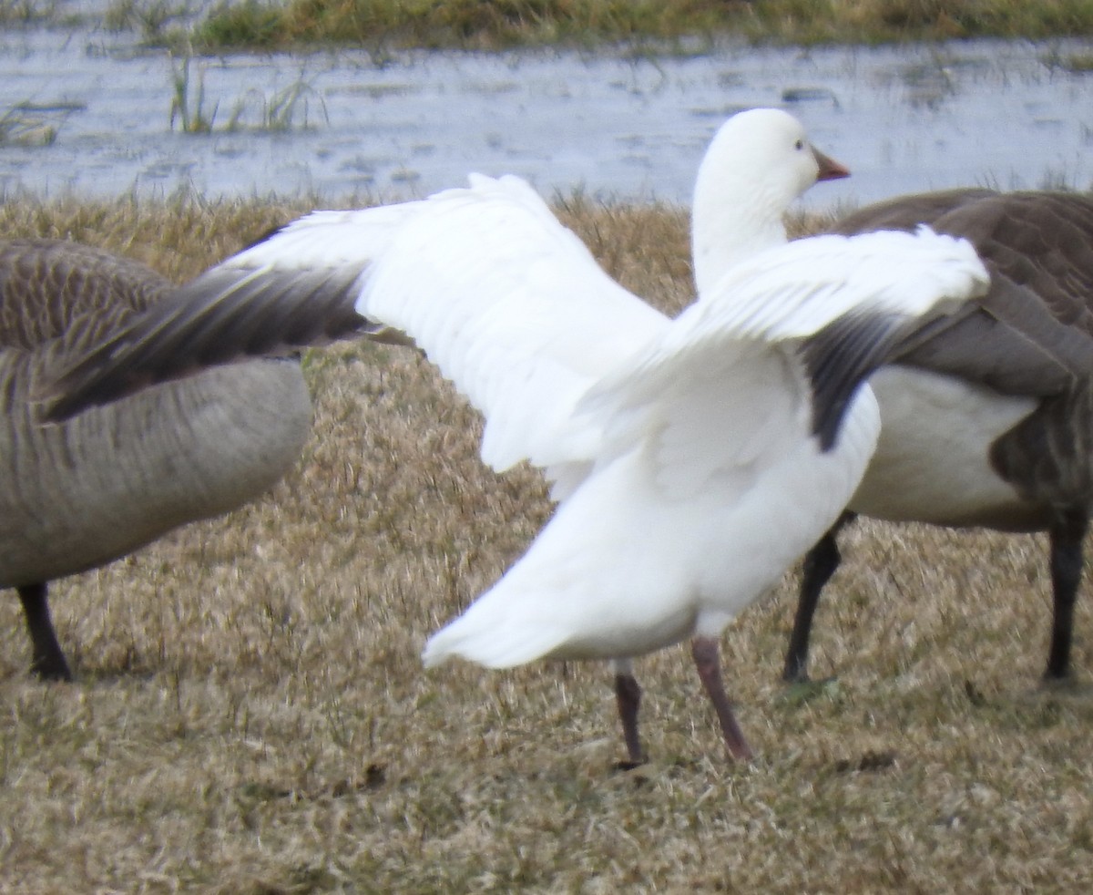 Ross's Goose - ML319997531