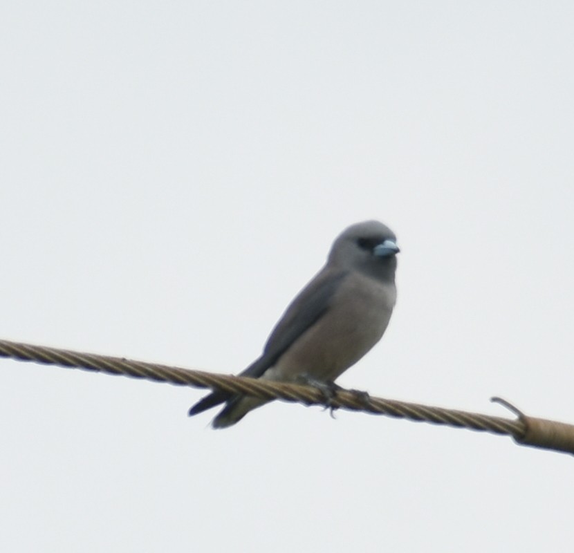 Ashy Woodswallow - Angeline Mano M