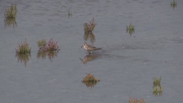 Bécasseau variable - ML319999581