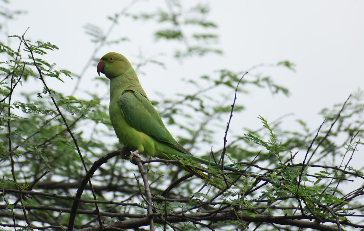 Rose-ringed Parakeet - ML319999631