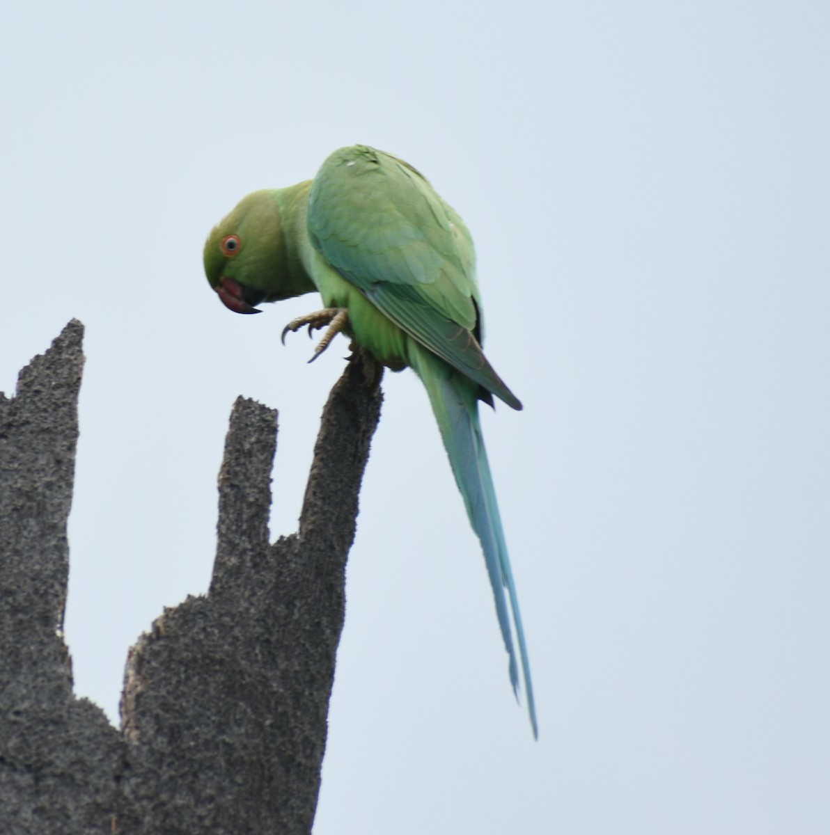 Rose-ringed Parakeet - ML319999671