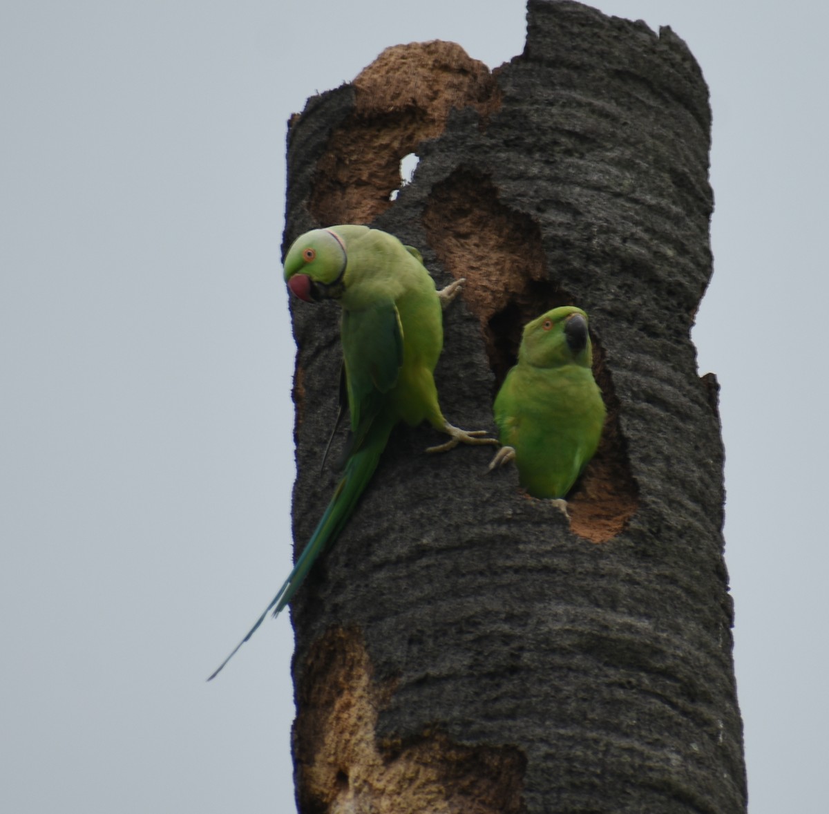 Rose-ringed Parakeet - ML319999681