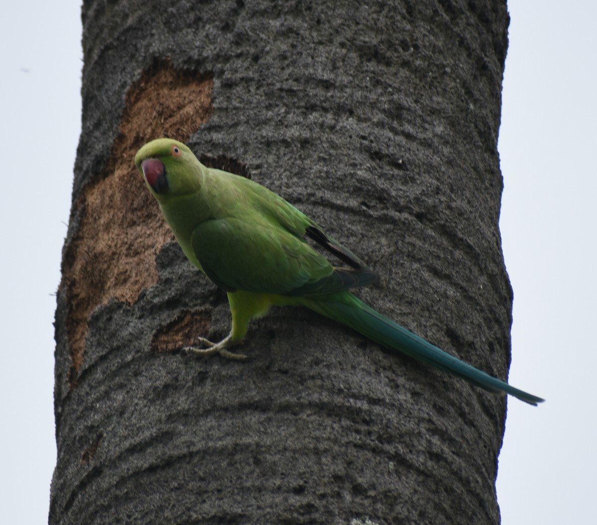 Rose-ringed Parakeet - ML319999761