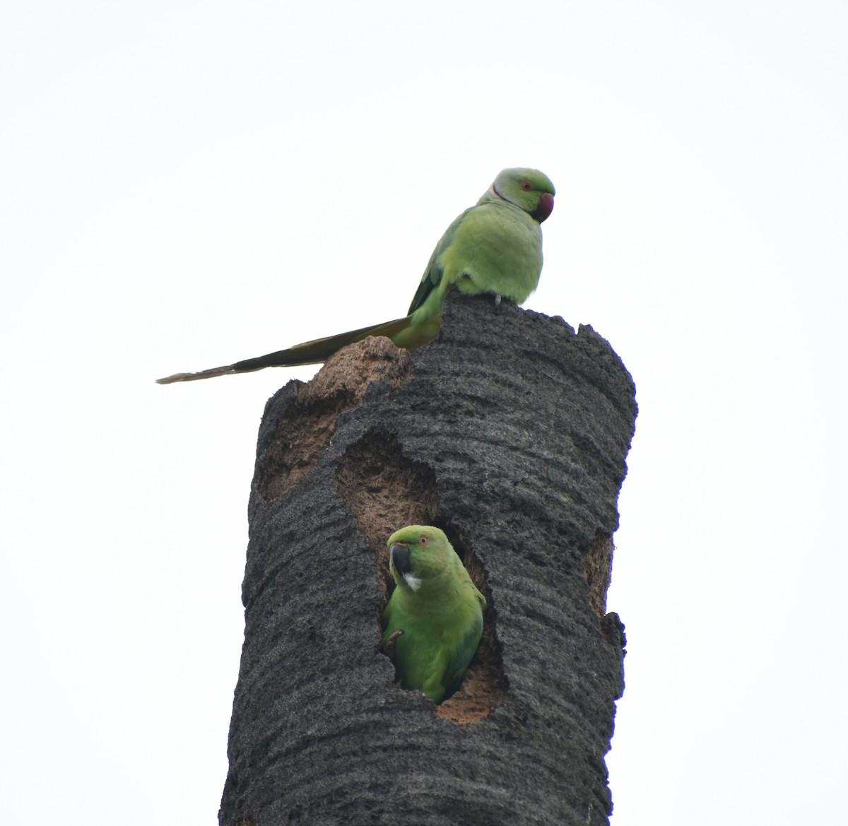 Rose-ringed Parakeet - ML319999781