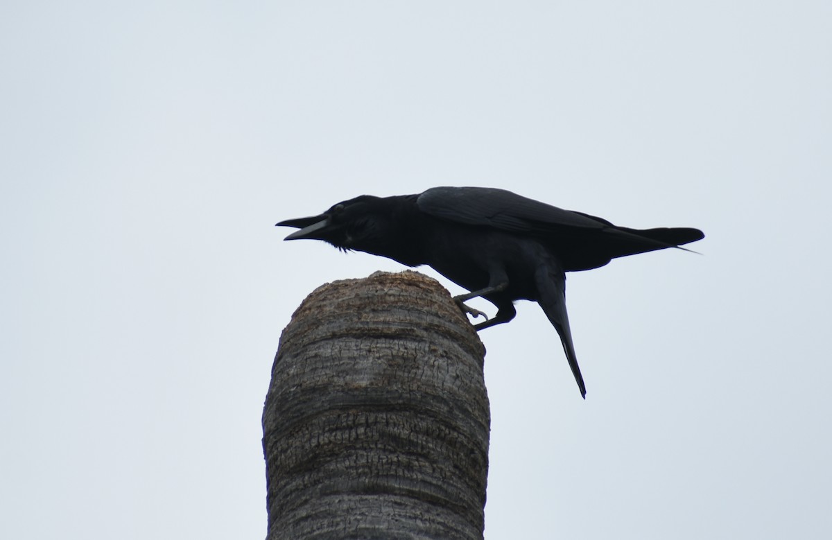 Large-billed Crow - ML319999901