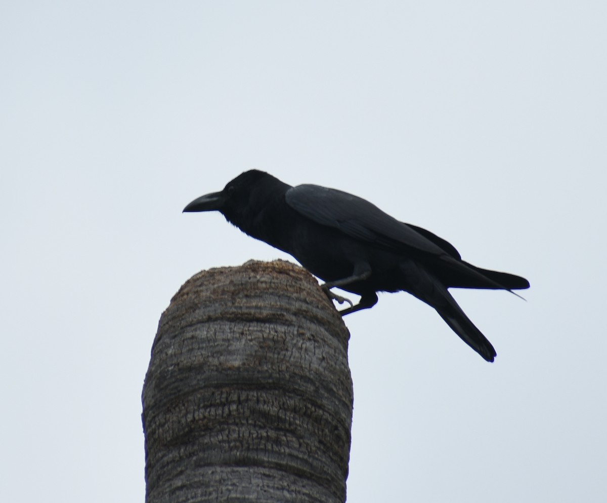 Large-billed Crow - ML319999991