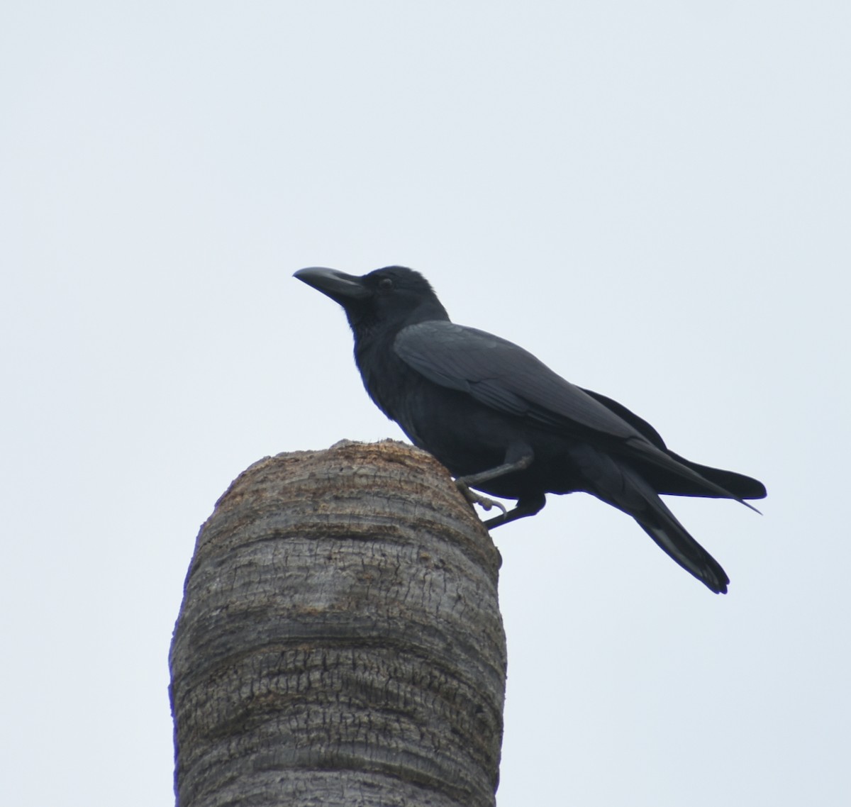 Large-billed Crow - ML320000001