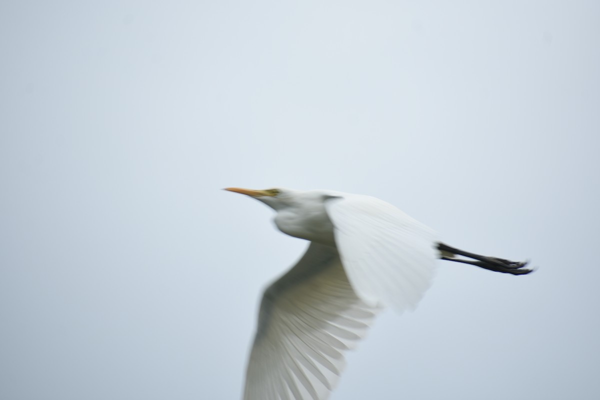 Eastern Cattle Egret - ML320000061