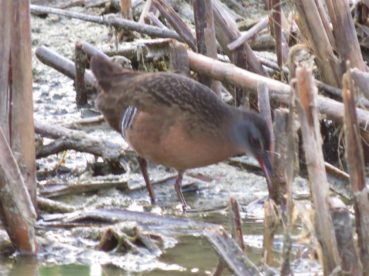 Virginia Rail - ML320000551