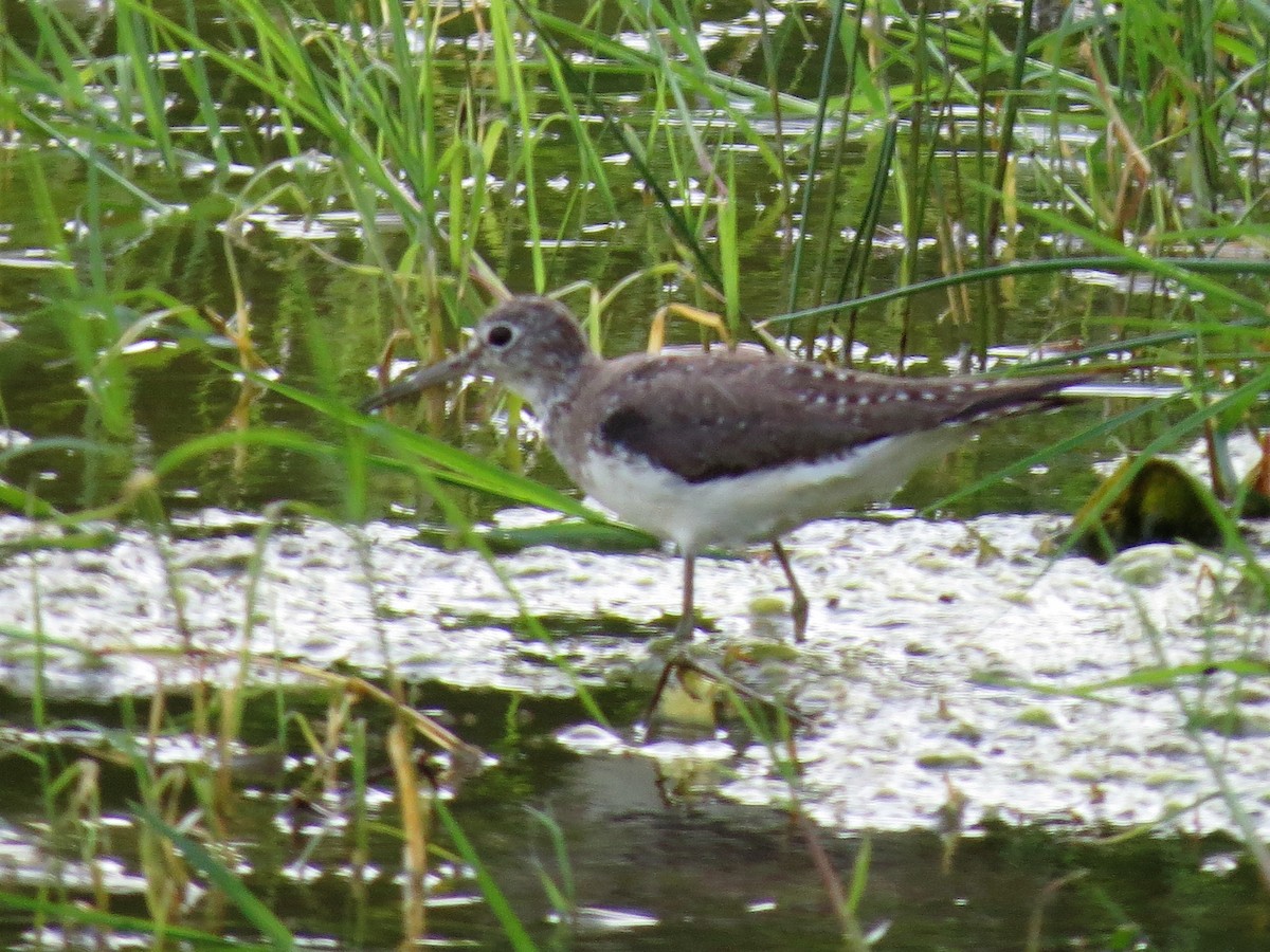 Solitary Sandpiper - ML320000831